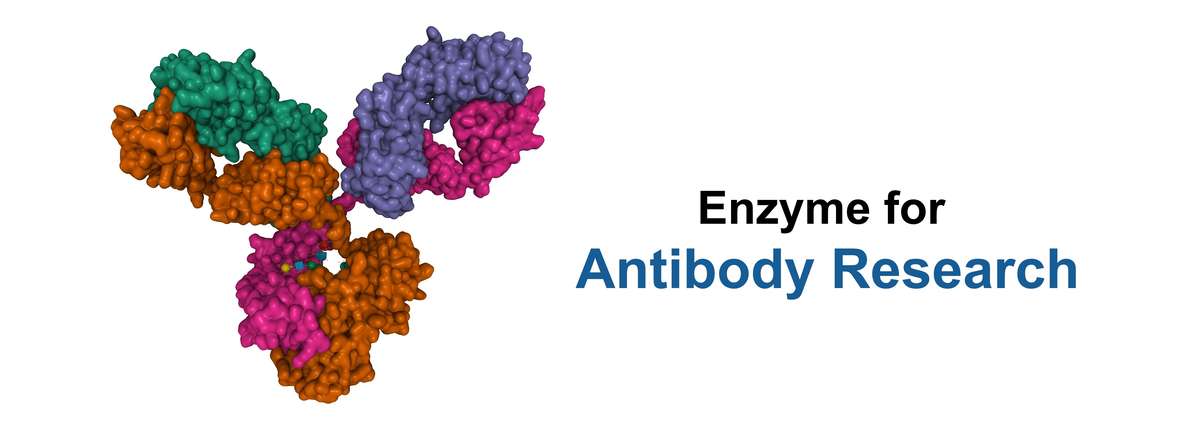 Creative Enzymesによる抗体研究のための酵素。
