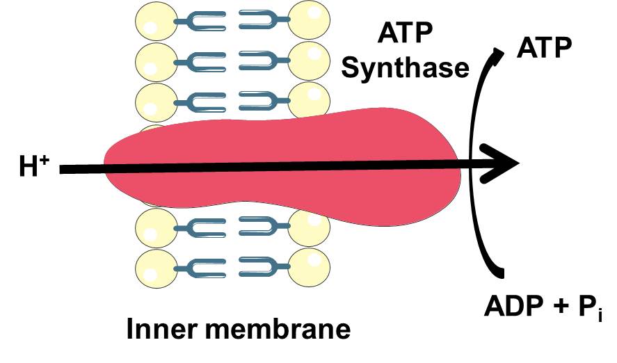 ATP合成酵素によって触媒される全体反応。