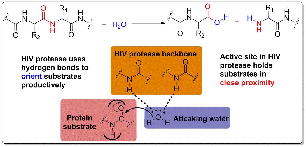 HIVプロテアーゼにおける近接性と方向性の効果。