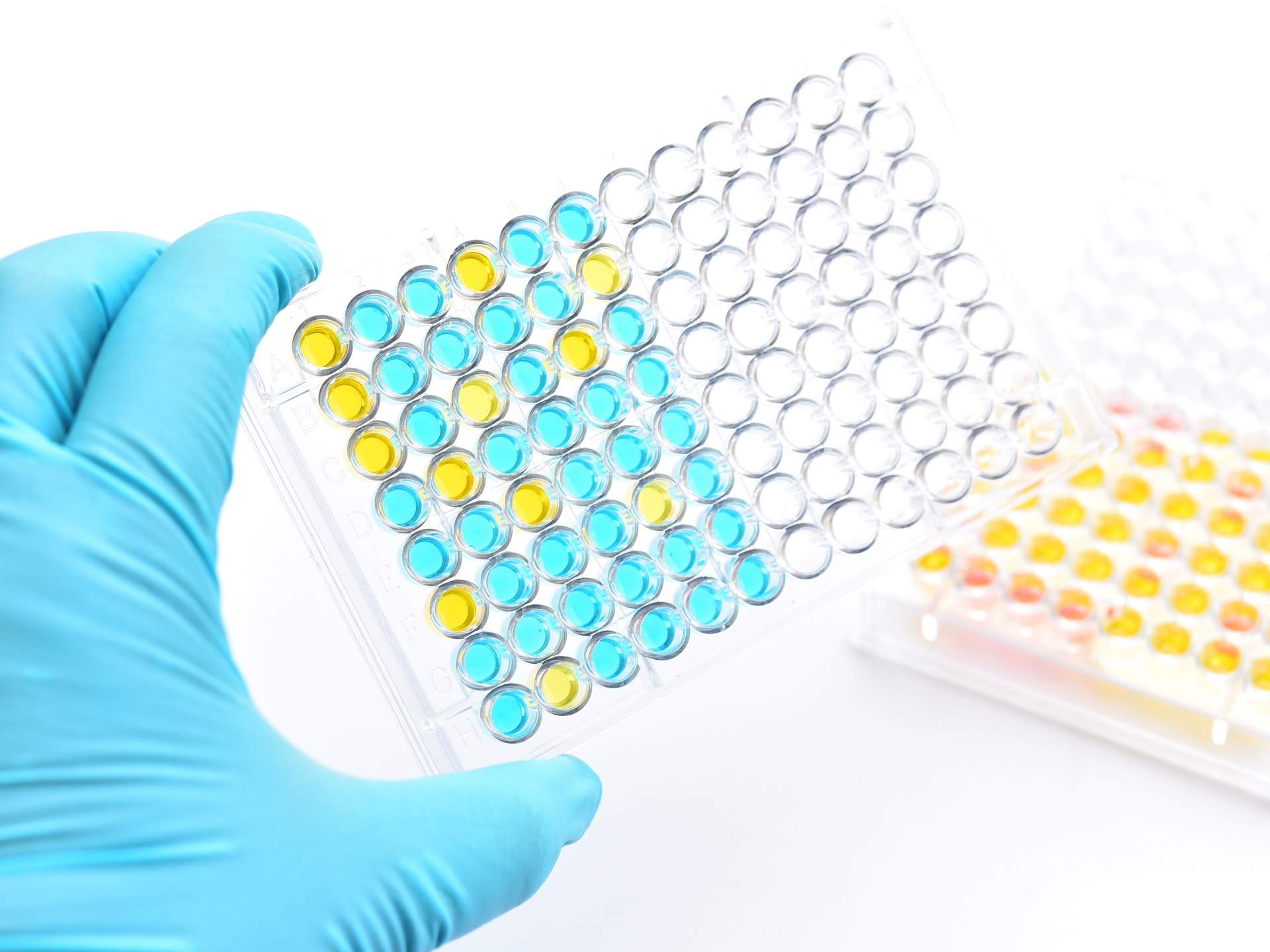Enzyme Activity Assay