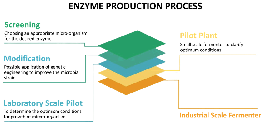 Industrial enzyme production