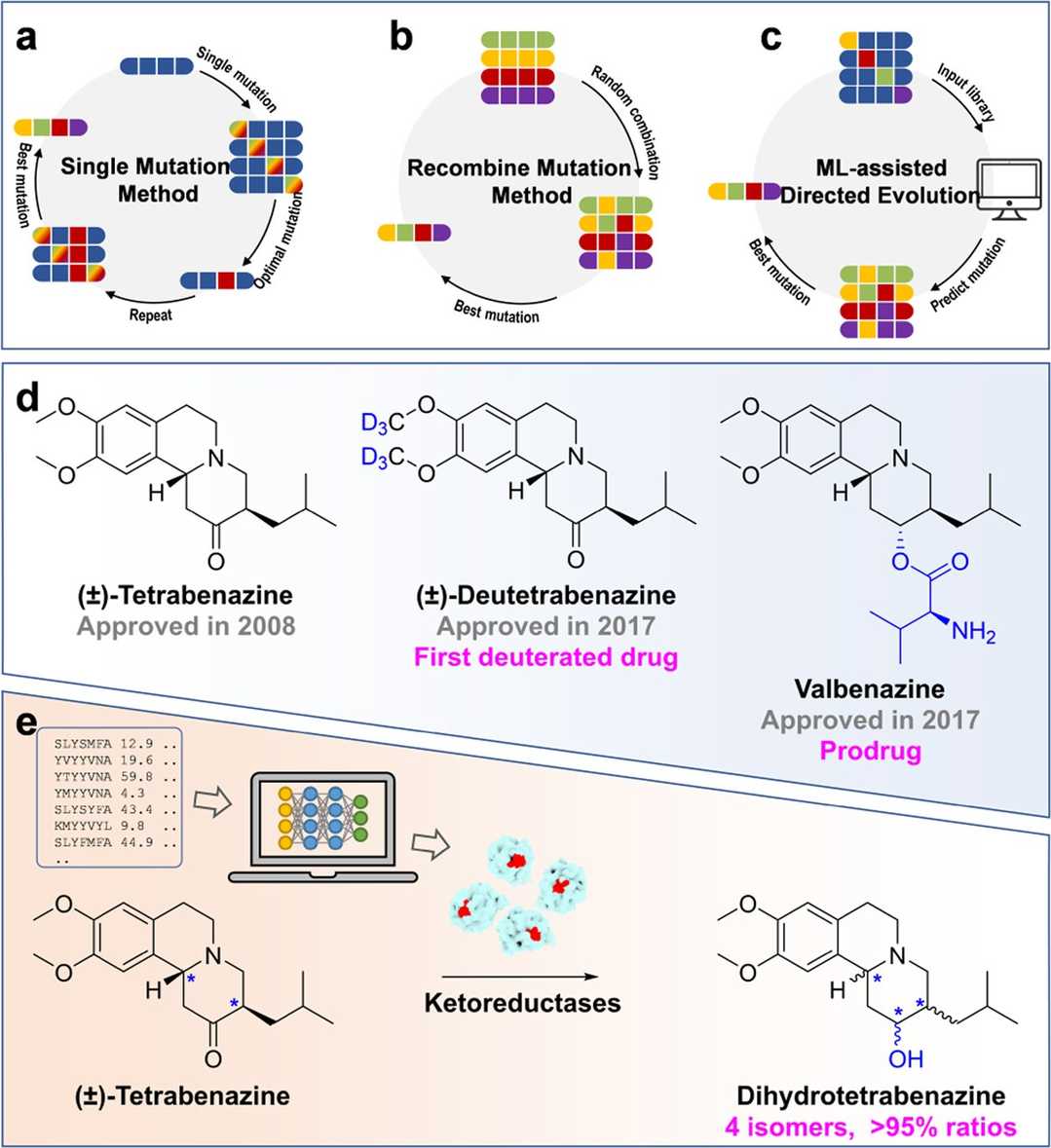 An overview of obtaining high-diastereoselectivity mutants for tetrabenazine using traditional directed evolution and machine learning-assisted directed evolution