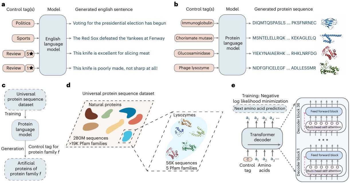 Artificial protein generation with conditional language modeling