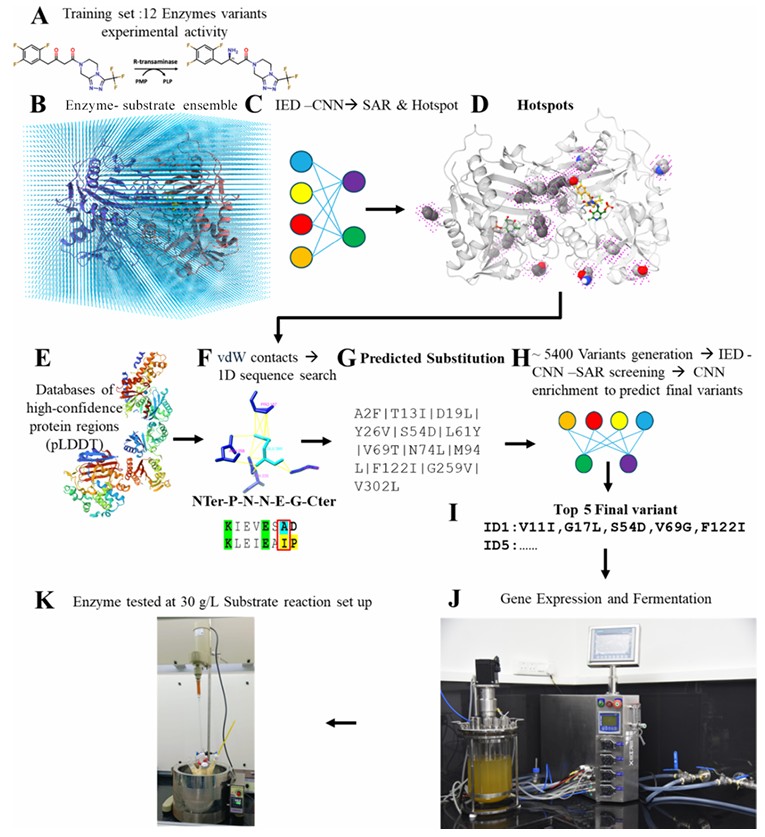 AI-assisted protein engineering workflow for improving R-transaminase activity toward the pro-sitagliptin ketone