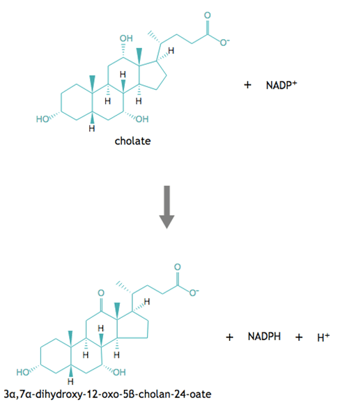 12α-ヒドロキシステロイド脱水素酵素によって触媒される化学反応の分子図