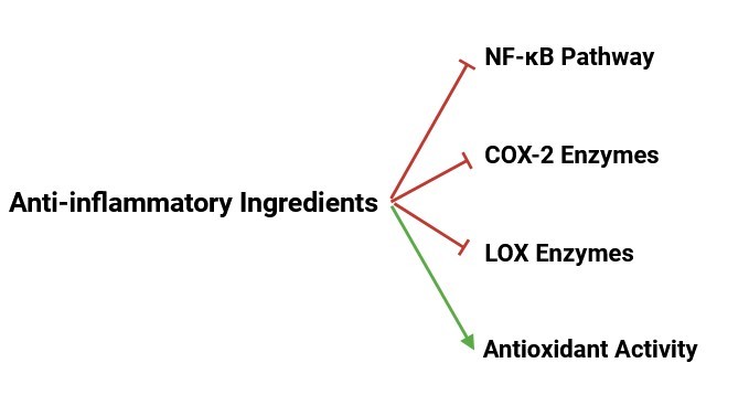 抗炎症剤の機能メカニズム。
