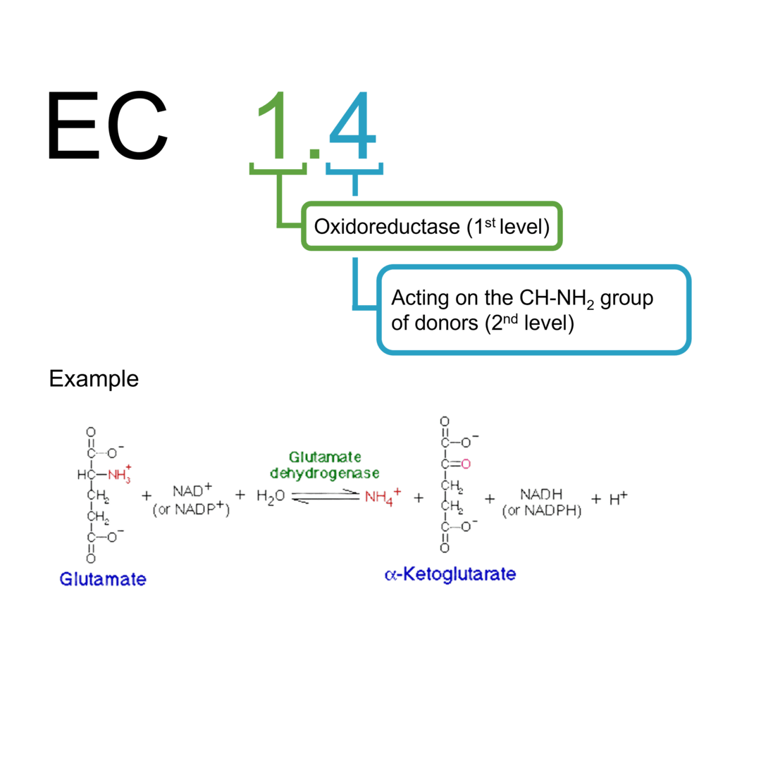 EC 1.4 酸化還元酵素：供与体のCH-NH2基