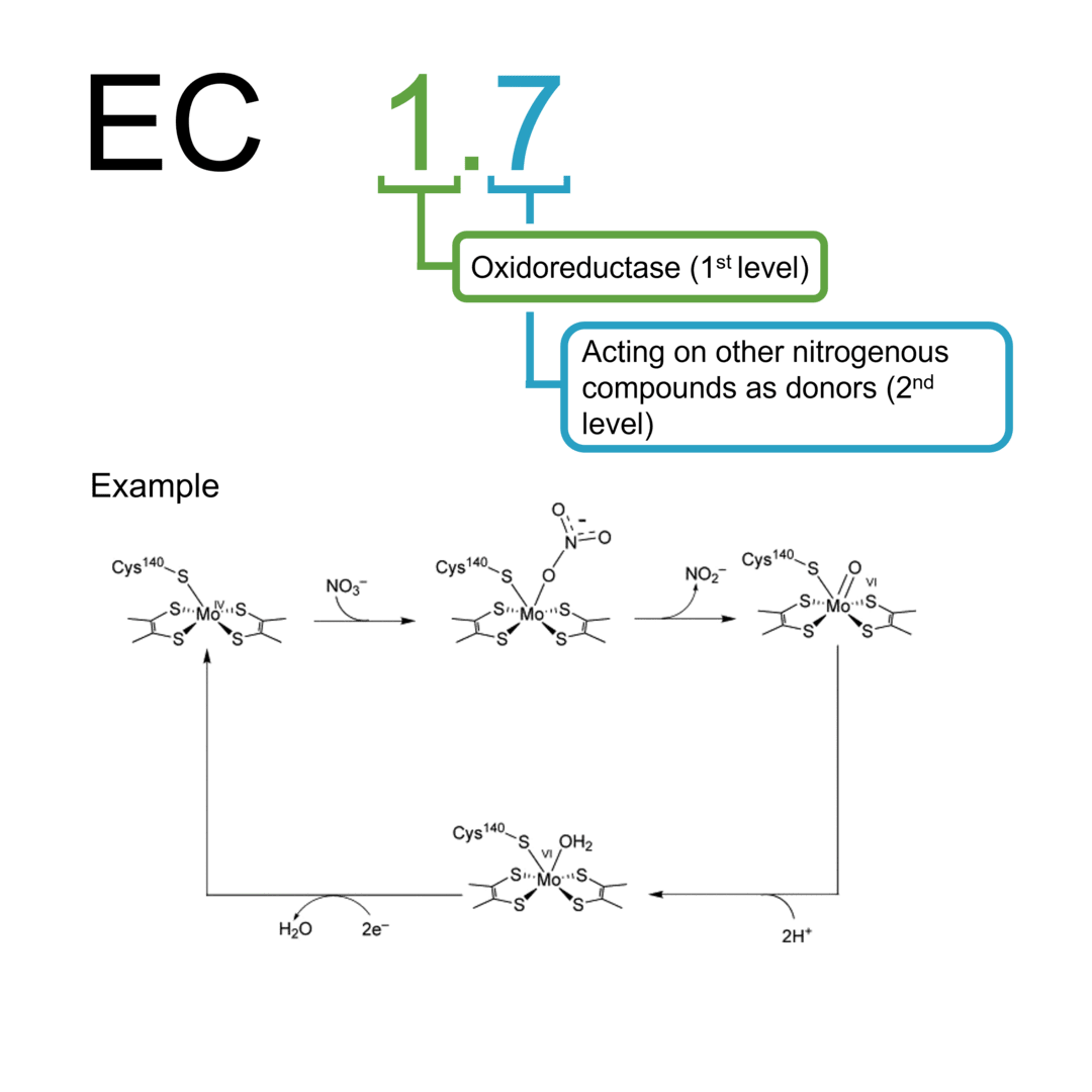 EC 1.7 酸化還元酵素：供与体がその他の含窒素化合物