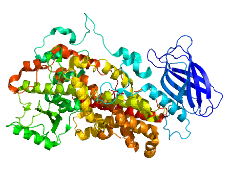 Structure of arachidonate 12-lipoxygenase (ALOX12) (PDB: 2abu)