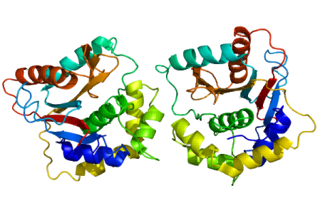 ユビキチンC末端加水分解酵素L1（UCHL1、PDB: 2etl）の構造