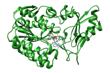 ホスホノ酢酸加水分解酵素（PDB:1e16）の構造。活性部位に亜鉛イオンおよびホスホノギ酸を表示