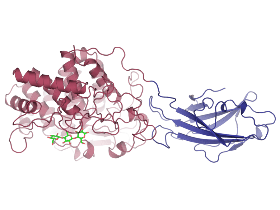 Structure of endo/exocellulase E4 from Thermomonospora fusca (PDB: 1js4)