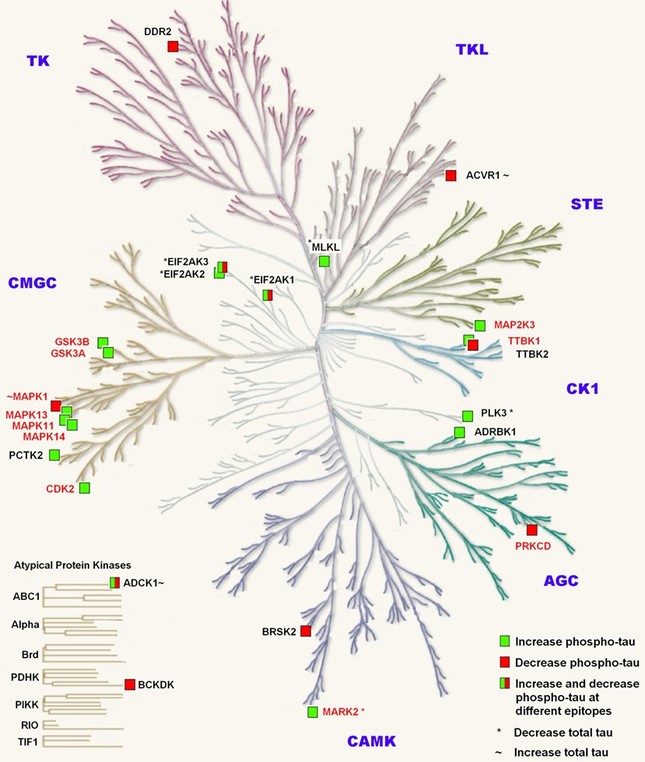 Kinase families and hit kinases linked to Alzheimer's disease