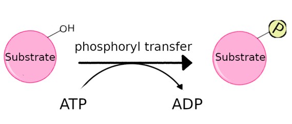 キナーゼはATPから分子にリン酸基を移動させます。