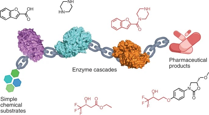 グリーンで持続可能な製薬合成へのルートとしての多段階酵素カスケード。