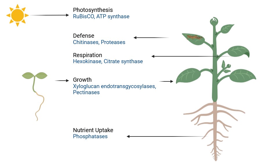 酵素は植物の代謝、成長、防御において役割を果たします。