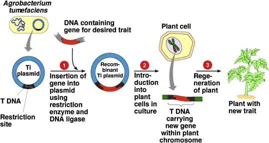 遺伝子組換え植物を生産するためのアグロバクテリウム媒介の変換のワークフロー。