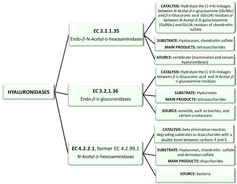 Three major groups of hyaluronidases: hyaluronate 4-glycanohydrolases (EC 3.2.1.35), hyaluronate 3-glycanohydrolases (EC 3.2.1.36), and hyaluronate lyases (EC 4.2.2.1).