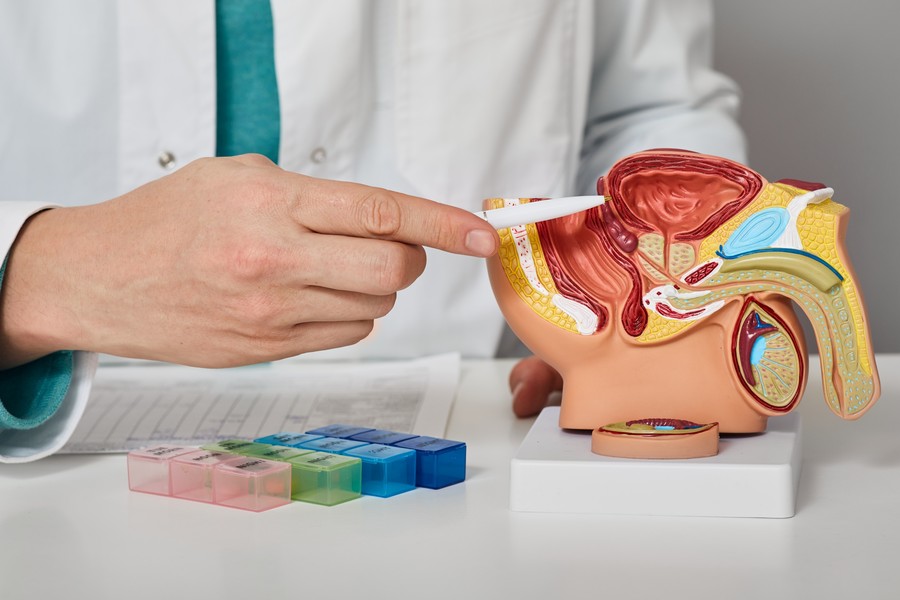 男性生殖系とヒアルロニダーゼ：生物学的洞察