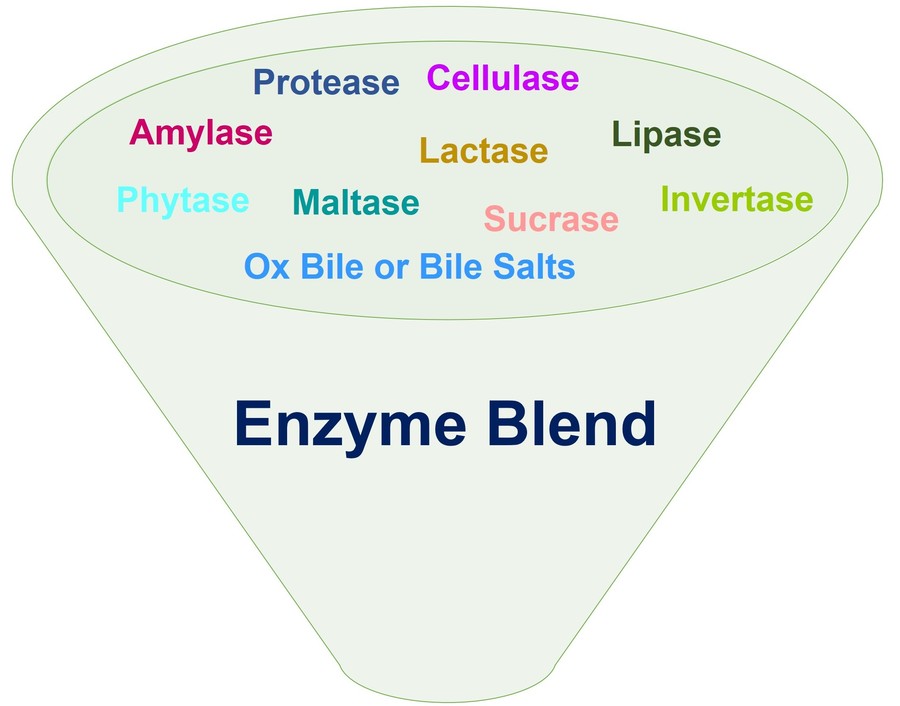 Ingredients in a digestive enzyme blend include amylase, protease, lipase, lactase, cellulase, phytase, maltase, sucrase, invertase, and more.