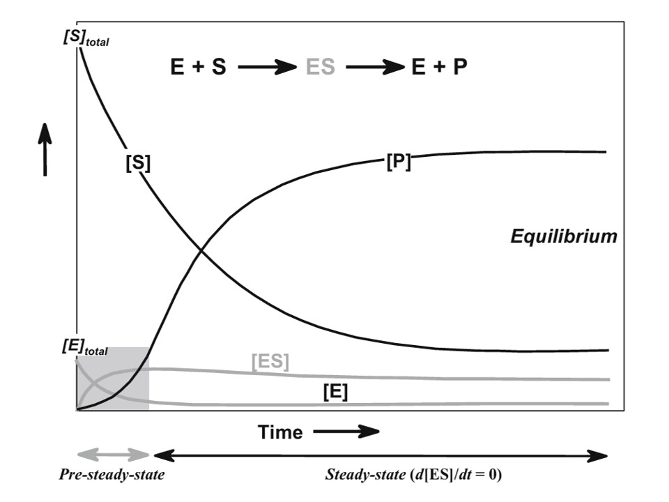 ES complex and pre-steady-state kinetics