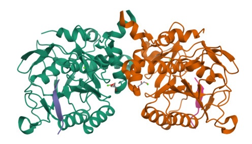 Bacillus sp.からの細胞内サブチリシン。