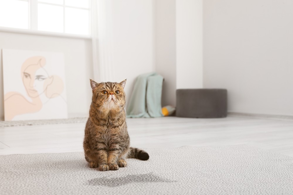 酵素洗剤は猫の尿のシミを効果的に除去します。