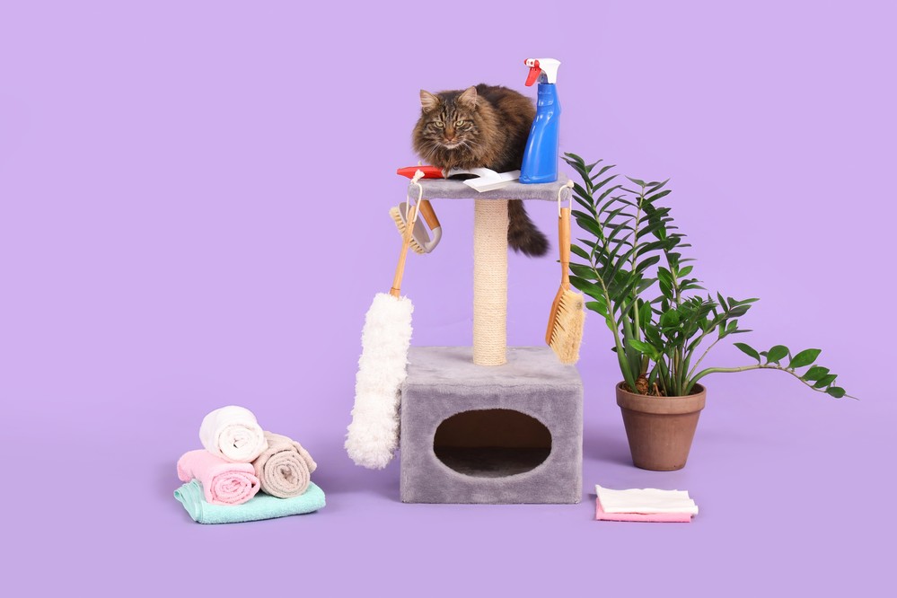 酵素ベースの洗剤は、あなたとあなたの猫にとって清潔な環境を提供できます。