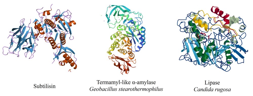 プロテアーゼ（サブチリシン）、アルファアミラーゼ（Geobacillus stearothermophilus由来のターマミル様）、およびリパーゼ（Candida rugosa由来）の構造。