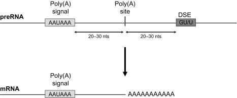 成熟mRNAはポリ（A）テールを含み、これは前駆体mRNAのポリアデニル化によって生成されます。