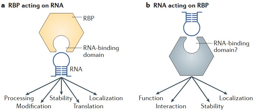 RNA結合タンパク質がmRNA分子と相互作用します。
