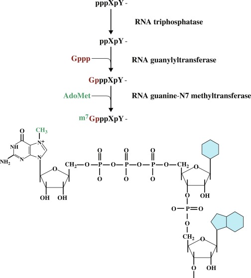 RNA 5'末端キャップの酵素はRNA三リン酸加水分解酵素、RNAグアニル基転移酵素、RNAグアニン-N7メチルトランスフェラーゼです。