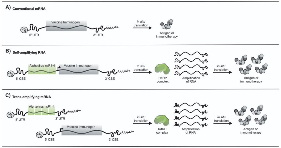 高度なmRNAアーキテクチャには、自己増幅RNA、環状RNA、および二シストロニックmRNAが含まれます。