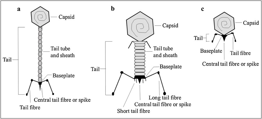 三種類のバクテリオファージ（Myoviridae、Siphoviridae、Inoviridae）とその構造。