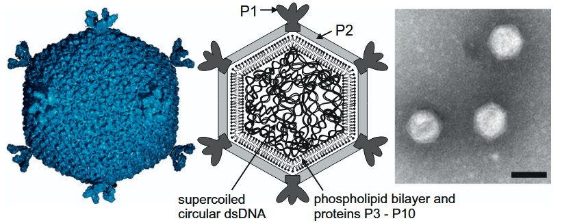 テールなしの正二十面体バクテリオファージの例：PseudoalteromonasファージPM2。