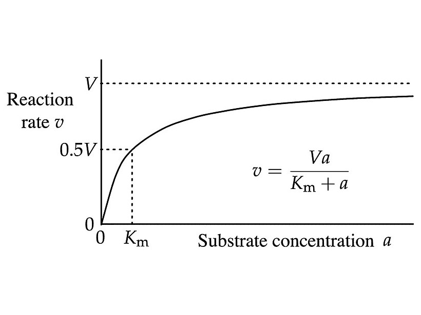 Michaelis-Menten analysis of enzyme activity