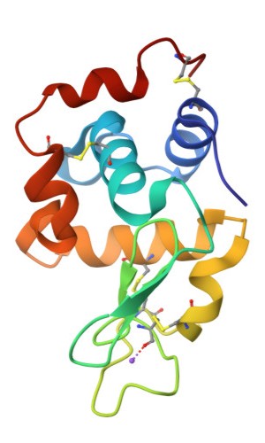 Structure of hen egg-white lysozyme.
