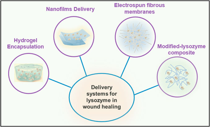 Delivery systems for lysozyme in wound healing: hydrogel encapsulation, nanofilm delivery, electrospun fibrous membranes, modified-lysozyme composite.