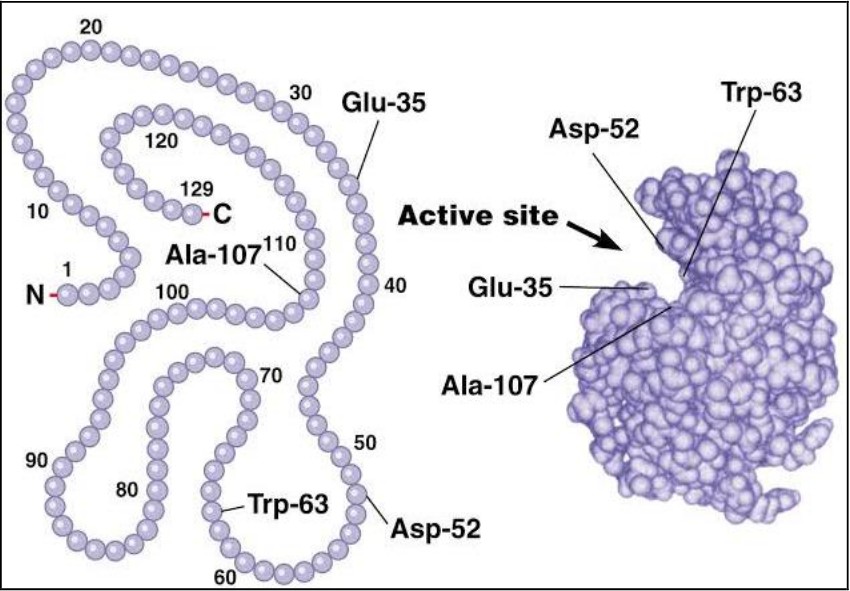 Primary sequence and fold architecture of lysozyme.