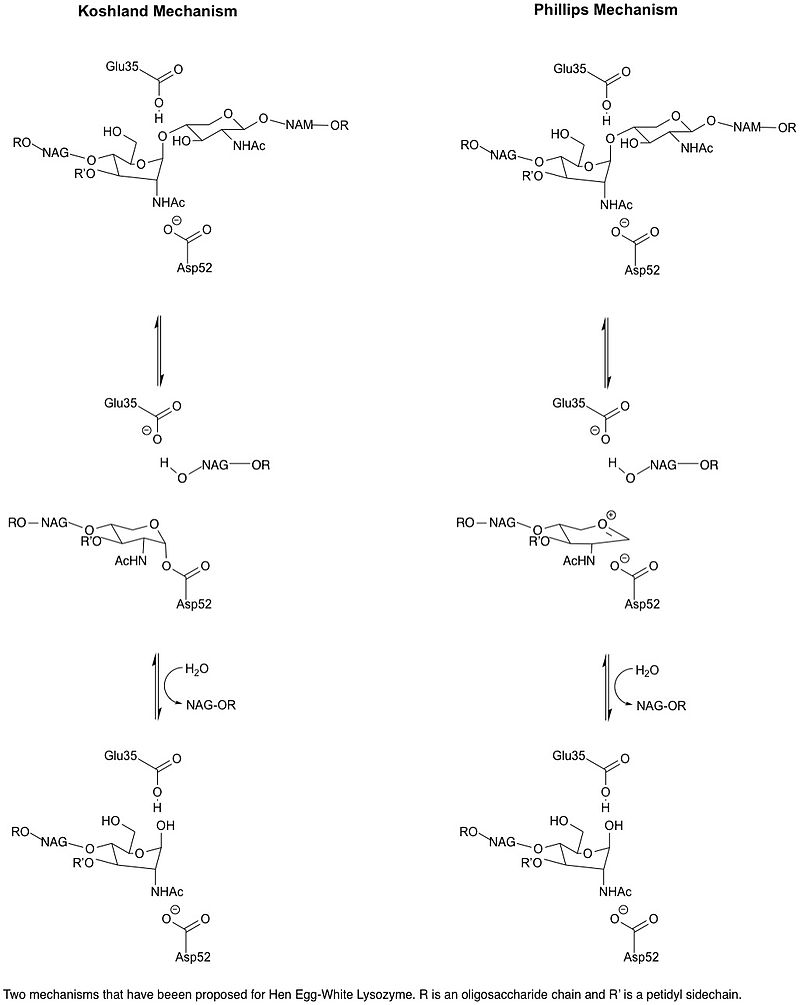 Two possible mechanisms of lysozyme: the Koshland mechanism and the Phillips mechanism.