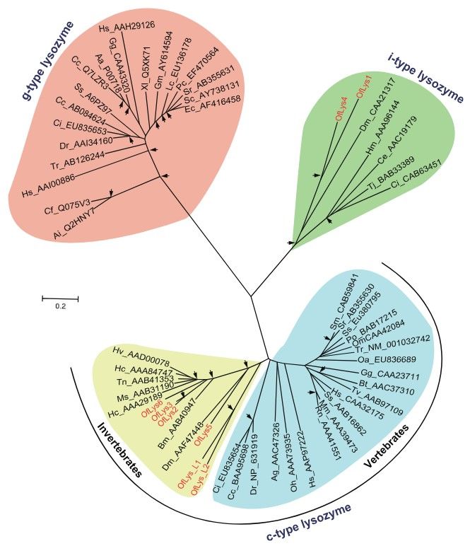 Phylogenetic analysis of lysozymes. There are three main families: C-type, G-type, and I-type lysozymes.