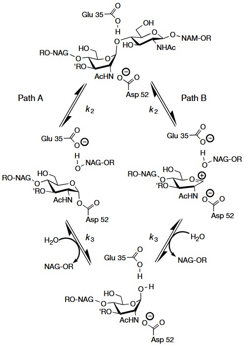 Two possible catalytic mechanisms for HEWL: the Koshland mechanism and the Phillips mechanism.
