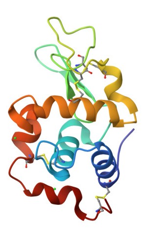 Structure of hen egg white lysozyme.