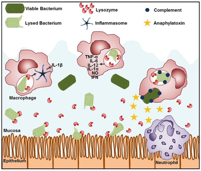 Lysozyme modulates cytokine production.