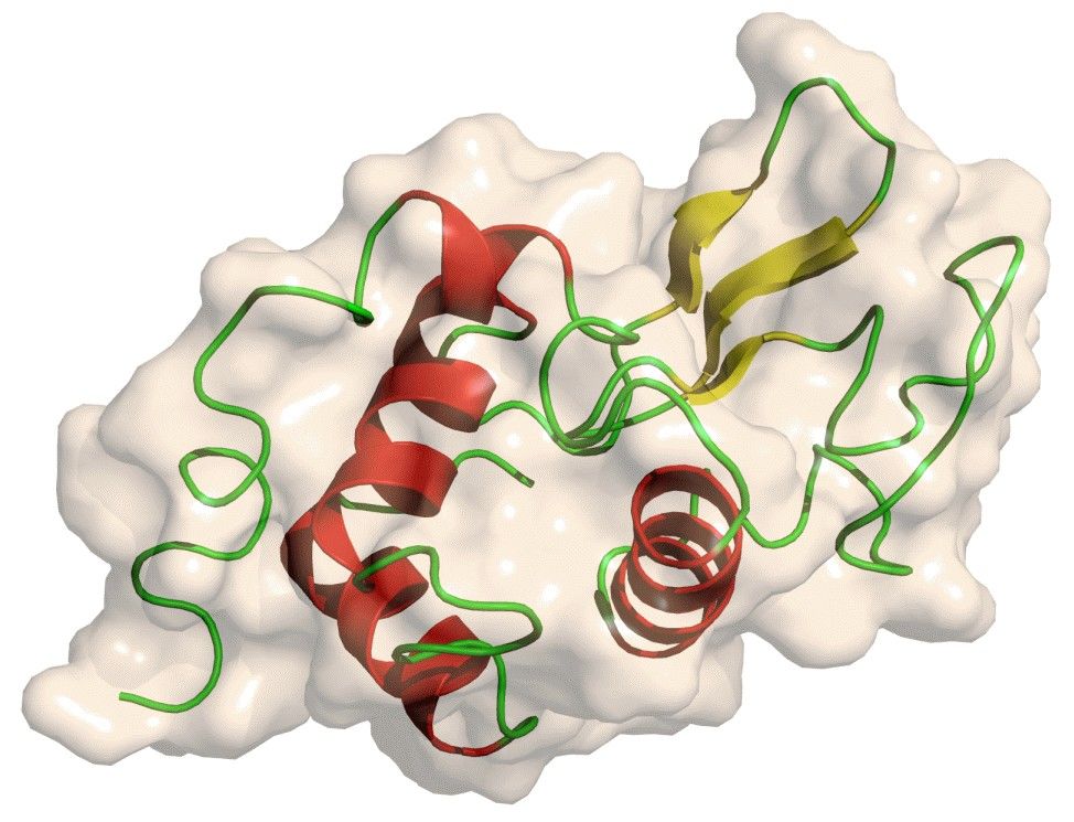 Structure of lysozyme C.