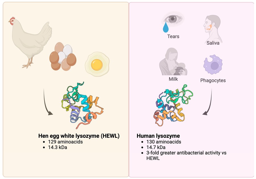 The most studied lysozymes are hen egg white lysozyme and human lysozyme.
