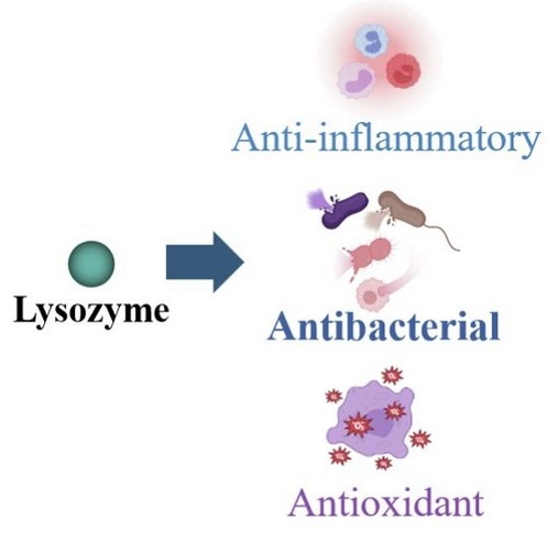 Roles of lysozyme: anti-inflammatory, antibacterial, and antioxidant.