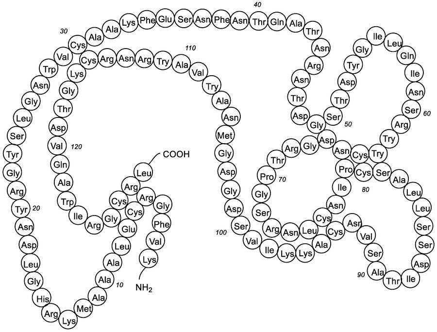 リゾチームの構造。