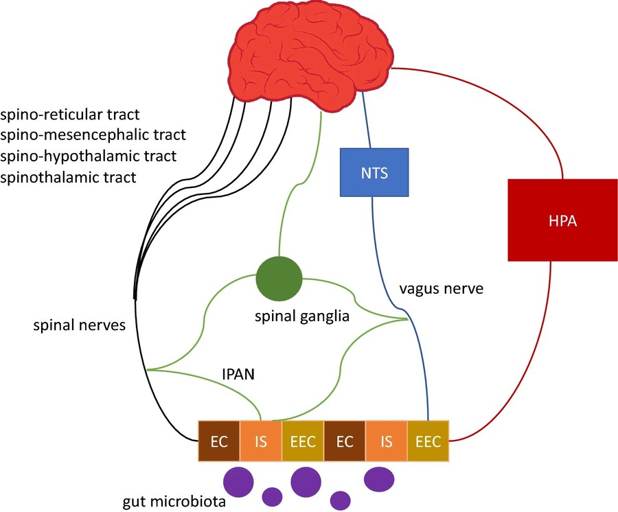 腸-神経軸と炎症。