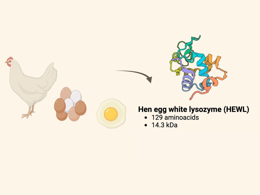 卵白はリゾチームの天然供給源